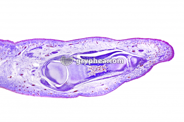 Doigt de foetus de mammifère CL x5 - gryphea.org